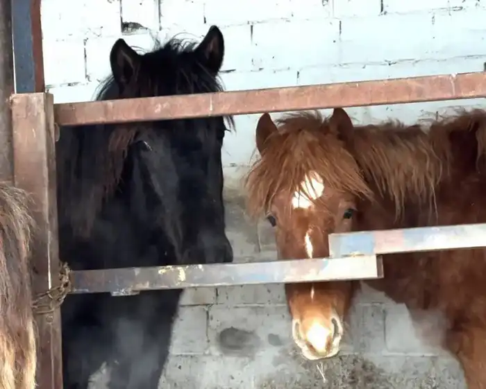 История предпринимательницы из Акмолинской области, превратившей семейные традиции в успешный бренд (2)