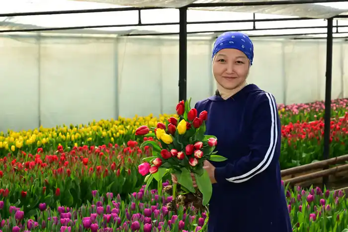 60 тысяч тюльпанов вырастила семья из Жетісу к 8 Марта (10)