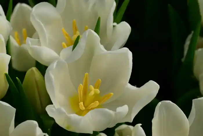 60 тысяч тюльпанов вырастила семья из Жетісу к 8 Марта (3)