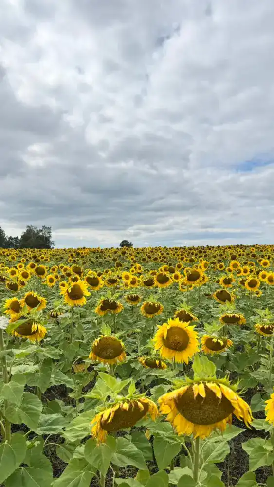 В Восточно-Казахстанской области начнётся строительство завода по подработке семян масличных и крупяных культур в 2026 году Павлодаре