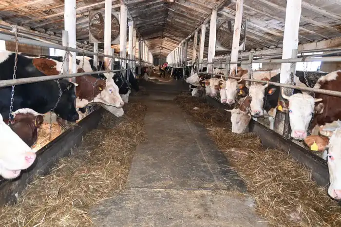 В ТОО «Агро LAKE» из Сандыктауского района развивается животноводство (3)