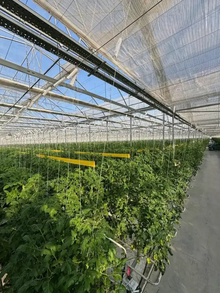 Первый урожай томатов в тепличном комплексе Экокультура Евразия Павлодаре