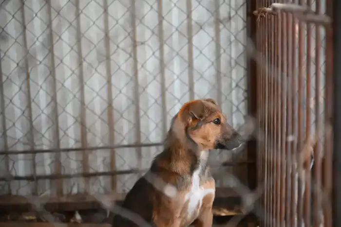 Снижение численности бродячих животных в Жетісу: меры и их последствия для общества Павлодаре