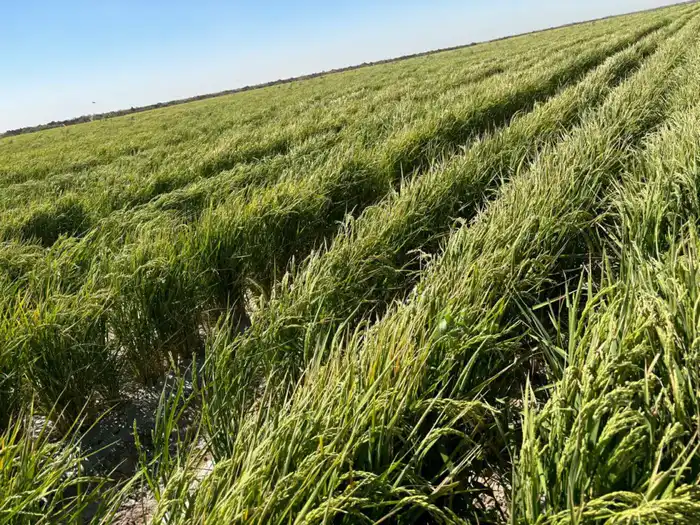 Инновации в рисоводстве Туркестанской области Павлодаре