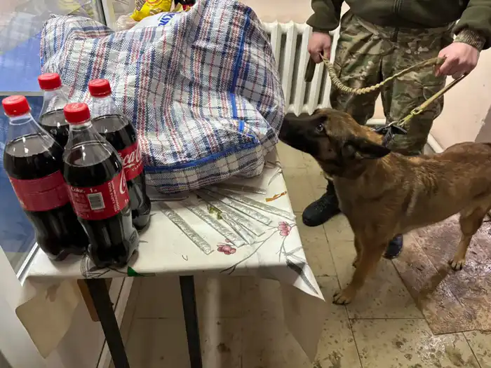 Попытка передачи наркотиков осужденному в УИС Кызылординской области пресечена Павлодаре