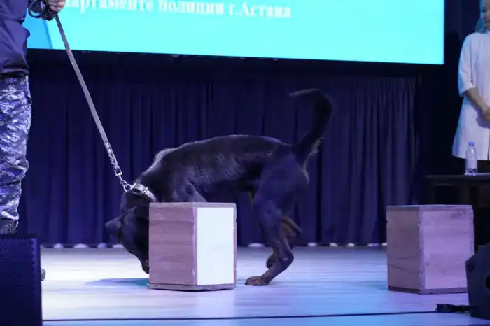 «Закон и порядок»: звезды команды КВН «Астана» рассказали студентам о вреде наркотиков (3)