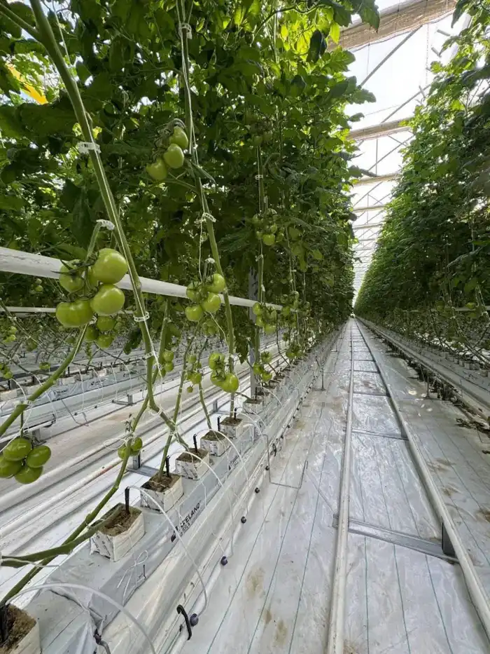 В тепличном комплексе «Экокультура Евразия» собран первый урожай томатов (3)