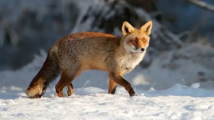 Сильные морозы и снегопады в Казахстане: как экстремальные погодные условия влияют на повседневную жизнь граждан Павлодаре