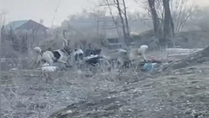 Стая собак: охота на женщину в Алматинской области, где инстинкты взяли верх над человечностью Павлодаре