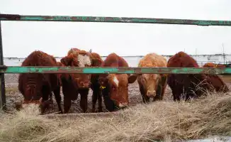 В Акмолинскую область поступило 4 300 голов КРС калмыцкой породы для мясного кластера с планами увеличения поголовья до 22,5 тыс.