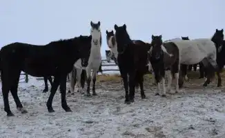 ТОО «Агро LAKE» планирует увеличить поголовье крупного рогатого скота до 650 голов к 2028 году