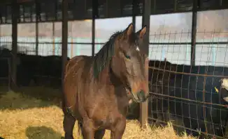 В Жетісу более трех тысяч хозяйств активно развивают животноводство