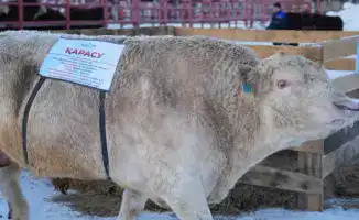 Семинар в Астане: сотрудничество науки и бизнеса для развития племенного животноводства в Казахстане