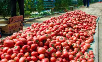 Мактааральский район увеличил производство сельхозпродукции до 85,7 млрд тенге, планируя дальнейший рост