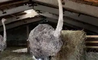 Фермер Есенбек Мурсалимов развивает страусоводство в Уланском районе Восточно-Казахстанской области