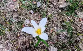 Возвращение птиц наурызек и цветение подснежников в Туркестанском регионе