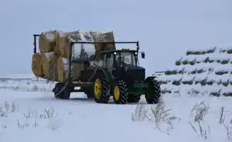 ТОО «Свободное» планирует увеличить поголовье КРС до 3 тысяч голов к 2028 году в Сандыктауском районе