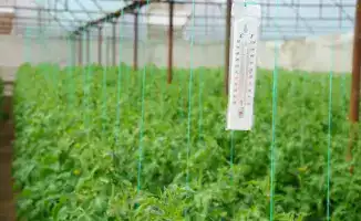 Культоган: пчелы помогают в теплицах