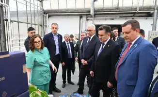 Аким ВКО Нурымбет Сактаганов на месте: теплица "Толмачёвский" в Барнауле демонстрирует технологии выращивания огурцов и салата