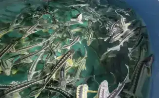 Внедрение информационной системы для аквакультуры с 2027 года: новый стандарт прозрачности в рыбной отрасли