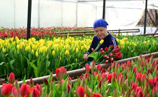 60 тысяч тюльпанов: семья из Жетісу к 8 Марта