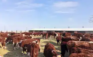 Аксуат: рост племенных хозяйств продолжается