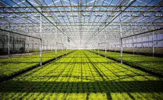 Теплица на 42 млрд: томаты, рабочие места и будущее!