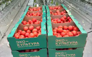 Первый урожай томатов тепличного комплекса Экокультура Евразия в Туркестанской области