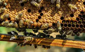 Рост экспорта меда из Казахстана: новые возможности для аграрного сектора