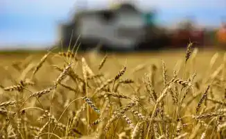 На заседании правительства Казахстана обсуждают обязательное животноводство и проекты по глубокой переработке сельхозпродукции