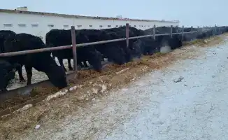 Укрепление позиций ТОО «ПЗ Балкашинский» может привести к повышению конкурентоспособности племенного животноводства в регионе