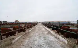 Импорт 4 300 голов КРС калмыцкой породы в Акмолинскую область для развития мясного кластера