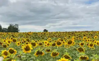 В Восточно-Казахстанской области начнётся строительство завода по подработке семян масличных и крупяных культур в 2026 году