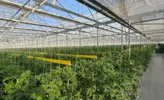 Первый урожай томатов в тепличном комплексе Экокультура Евразия