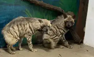 Появление полосатых гиен и гиеновидных собак в Карагандинском зоопарке