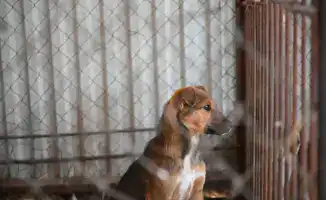 Снижение численности бродячих животных в Жетісу: меры и их последствия для общества