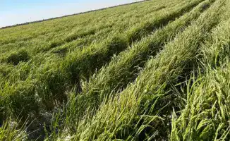 Инновации в рисоводстве Туркестанской области