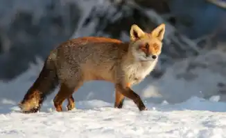 Сильные морозы и снегопады в Казахстане: как экстремальные погодные условия влияют на повседневную жизнь граждан