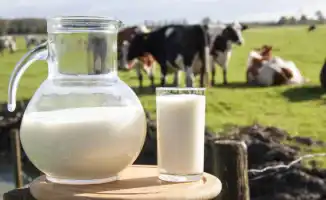 Молочные реки и кисломолочные берега: депутат Кыргызстана о дефиците молока и экспорте в Казахстан