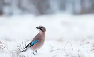 Климатические изменения в Казахстане: резкие перепады погоды вызывают обеспокоенность у населения