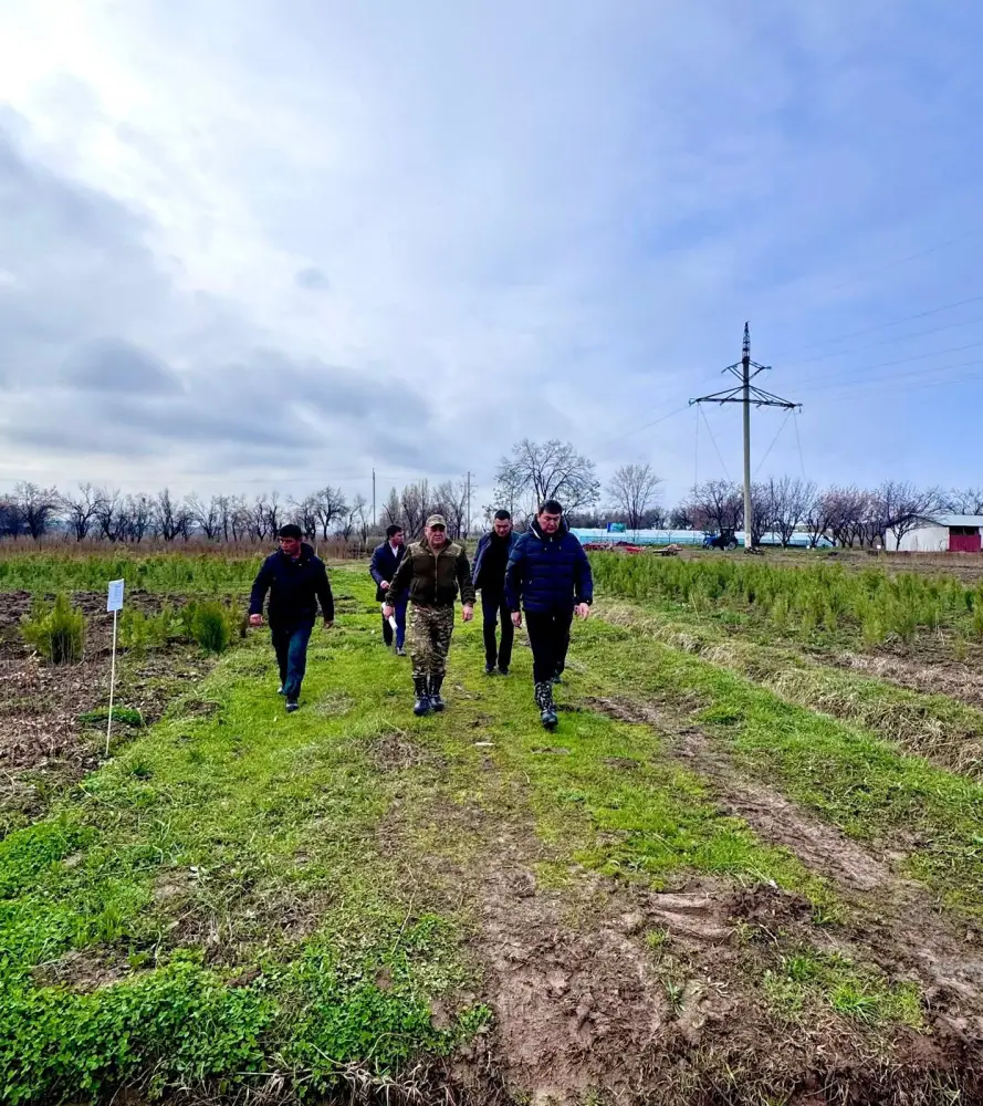 Рост зеленых насаждений в Туркестанской области: социальные и экологические перспективы Павлодаре