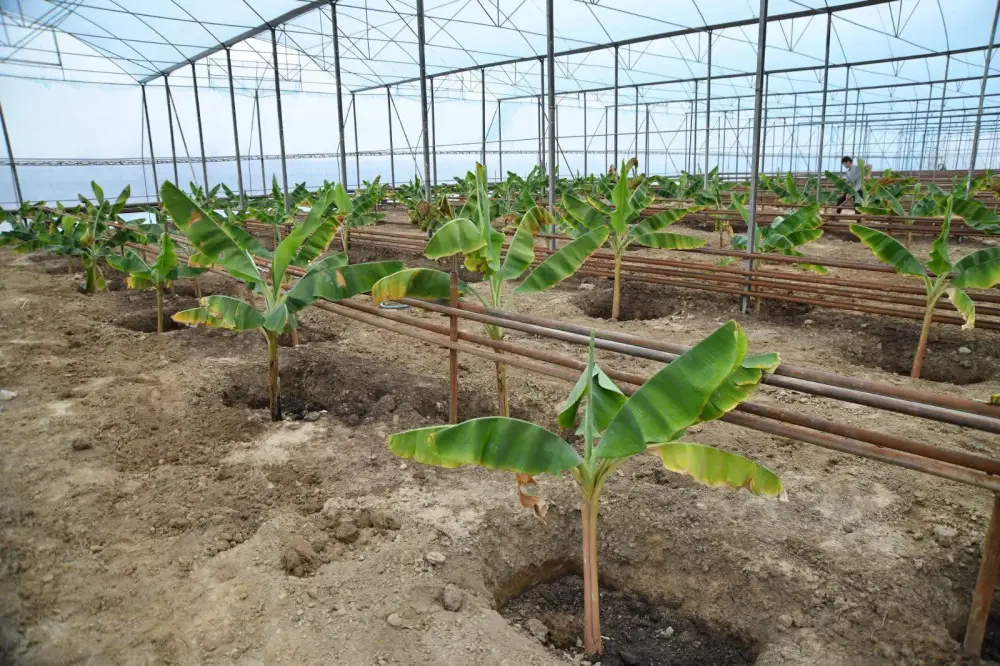 Отырар: Теплица для выращивания бананов открыта Павлодаре