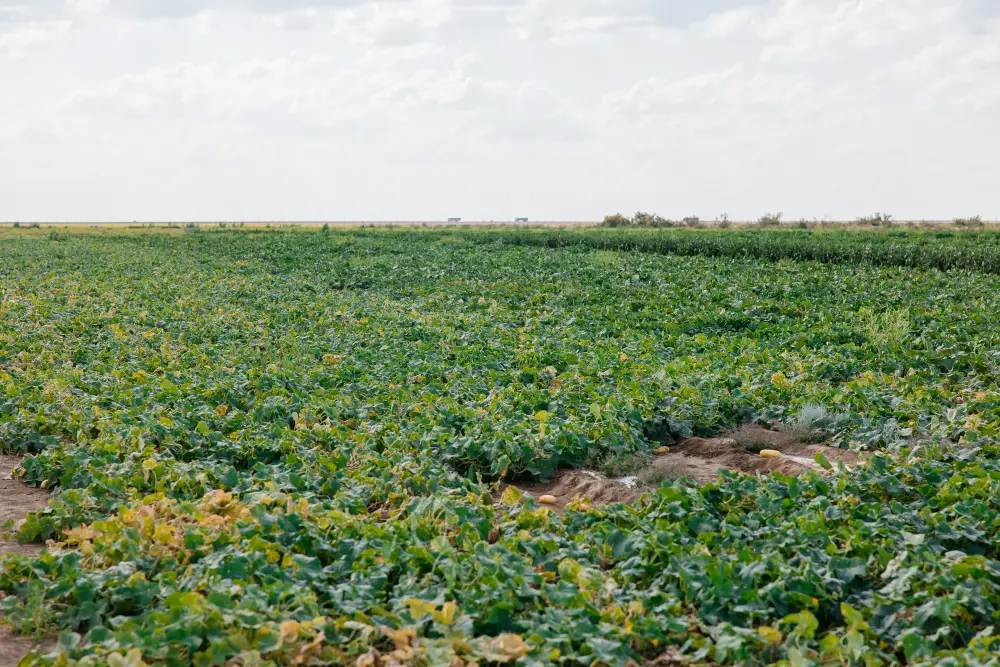 До 10 тысяч гектаров увеличатся посевные площади в Атырауской области (7)