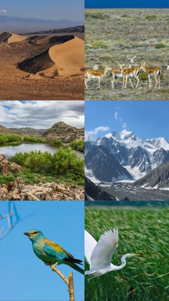 Казахстан утвердил Концепцию по сохранению природы, направленную на охрану биоразнообразия до 2035 года Павлодаре