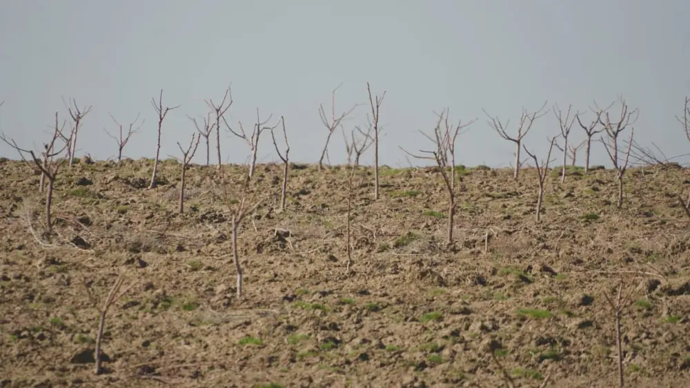 ТУРКЕСТАН: В КЕЛЕССКОМ РАЙОНЕ РАЗВИВАЮТ САДОВОДСТВО НА 30 ГЕКТАРАХ С ВЫСАДКОЙ ПЕРСИКА, ЧЕРЕШНИ И ВИНОГРАДА Павлодаре