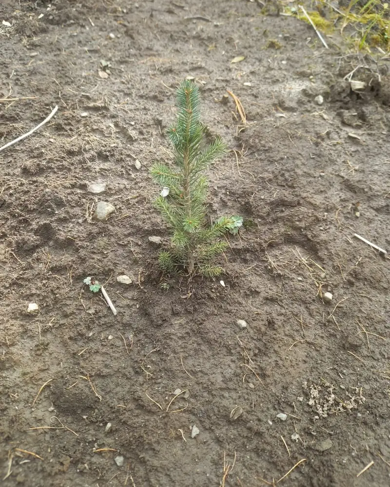 В ВКО за два года будет высажено 36 млн штук саженцев (5)