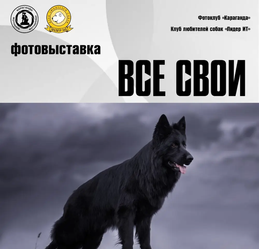 В кадре и в жизни: в Караганде объединят фотоэкспозицию и выставку собак (2)