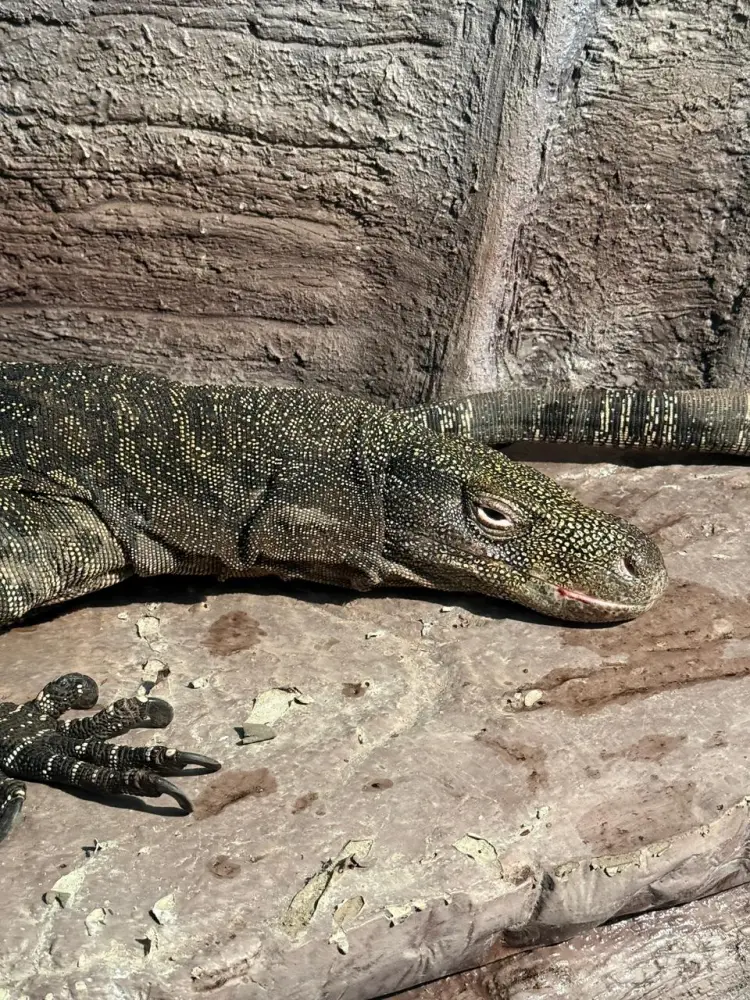В Алматинском зоопарке поселились гигантские ящерицы из Новой Гвинеи (3)