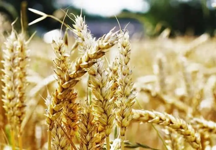 АКК продолжает прием заявок на страхование яровых культур от засухи на сезон-2026 Павлодаре