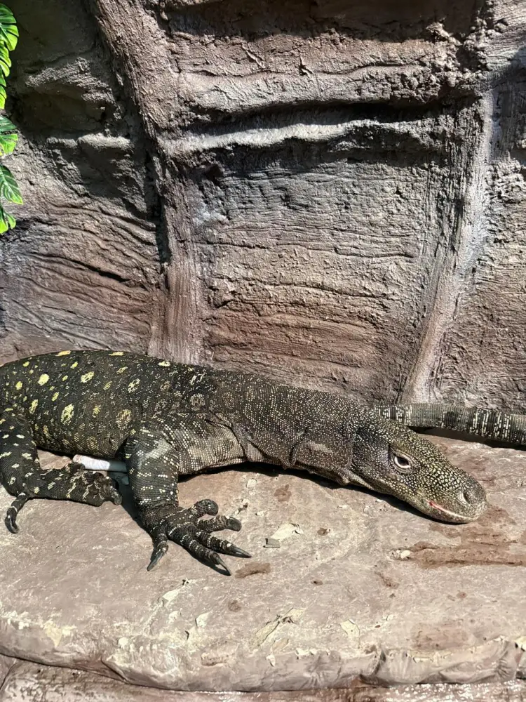 Редкие вараны Сальвадора успешно адаптировались в Алматинском зоопарке Павлодаре